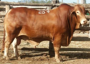 Lawman2004.jpg