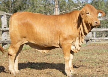toppriceheifer.jpg
