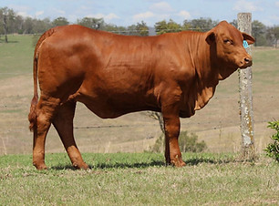 lot 3 cropped web.jpg