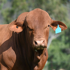 highlands bull for ad.jpg