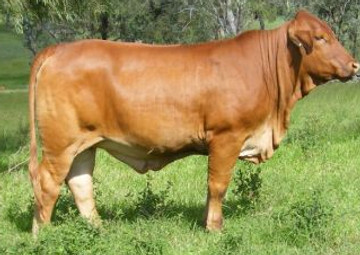 1362 2013female.jpg