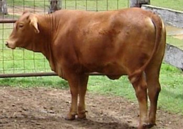 2005_Saleheifer.JPG