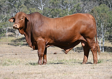velvet bnew web.jpg