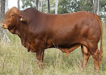 quilpie.jpg