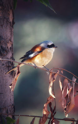 Bay-backed Shrike