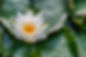 lotus - meditation.jpg