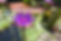 purple-3609478_1920.jpg