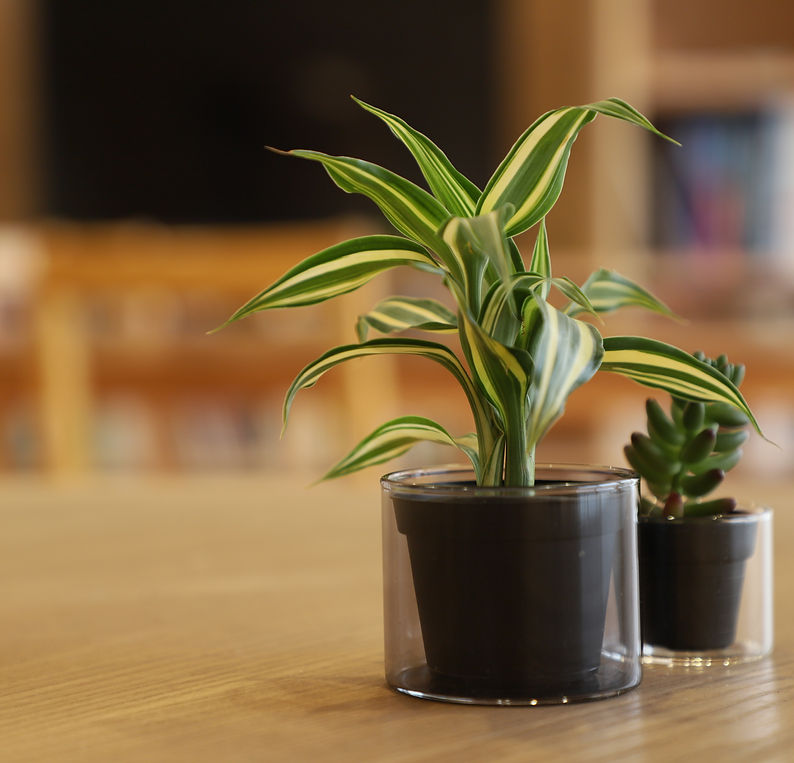 HPを公開しました！