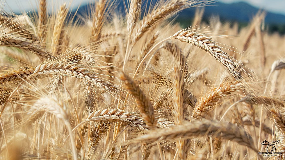 Wheat-web.jpg