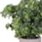 Thumbnail: Eucalyptus Plant In Stone Effect Pot