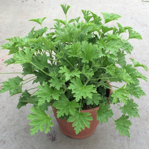 Geranium Scented (Citronella) Weesies Brothers