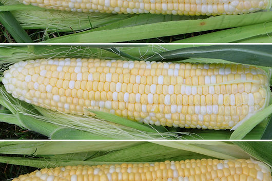 sweet-corn-news.jpg