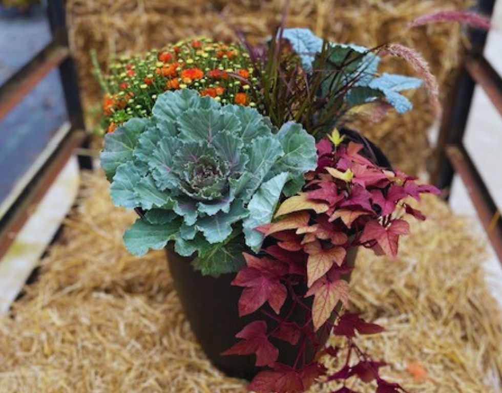 Workshop Fall Combination Planter - Manistee