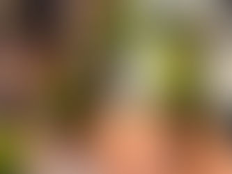 4月のギャザリング🌿