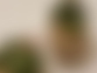 🌼多肉寄植え💠
Part9