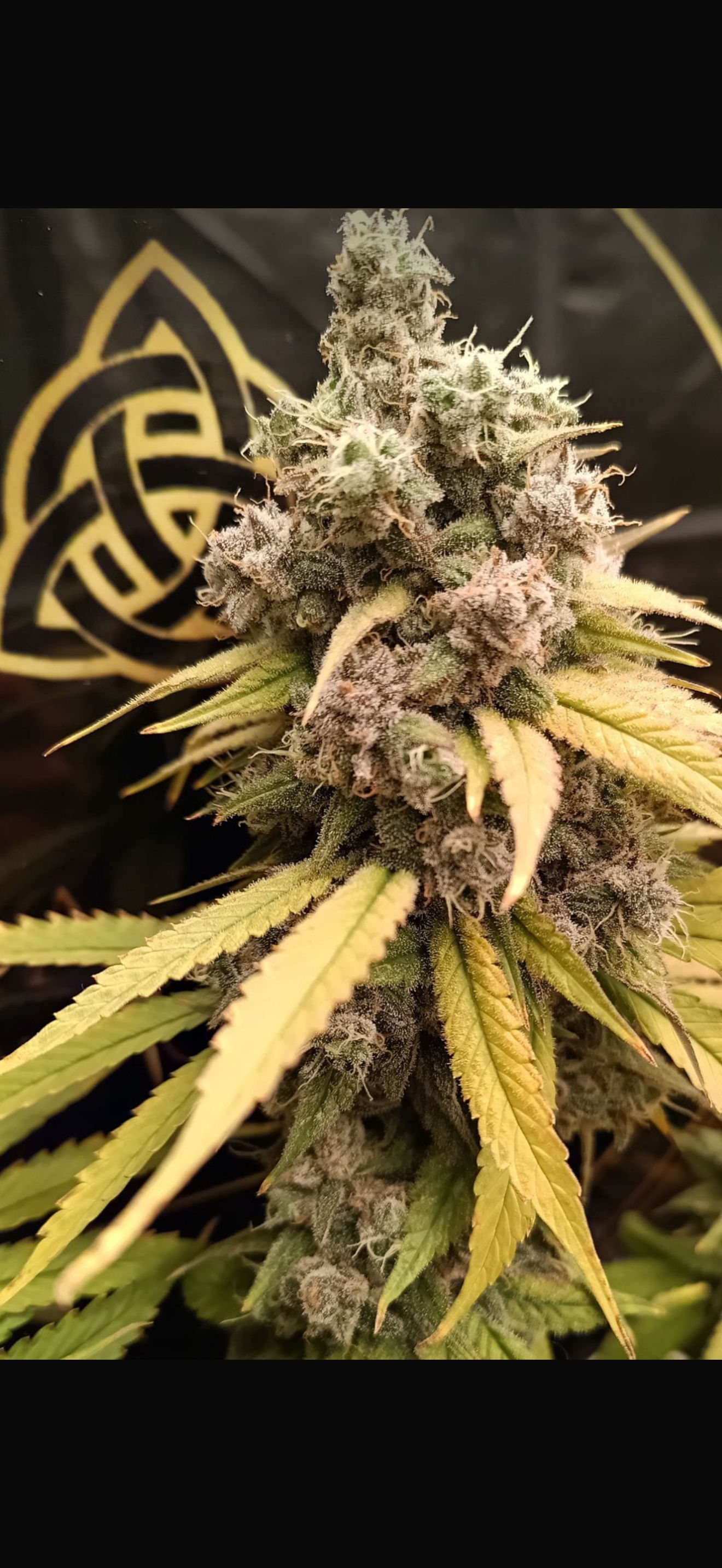 Lemon Cherry Gelato Feminisiert