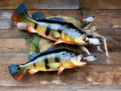 PeacockBass.jpg