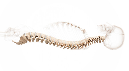 Spine-3D-Model