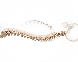Spine-3D-Modell