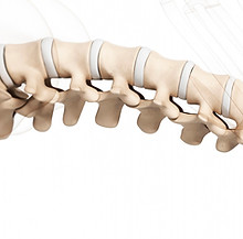 Spine-3D-Model