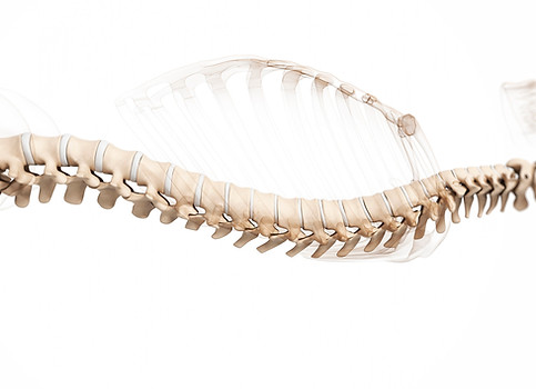 Spine-3D-Model