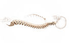 human skeleton of spine