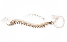 Chiropractic Spine