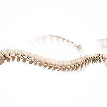 Spine-3D-Model