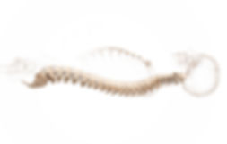 The skull and spine house the most important part of your body - YOUR NERVOUS SYSTEM