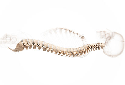 人間の脊椎の解剖学