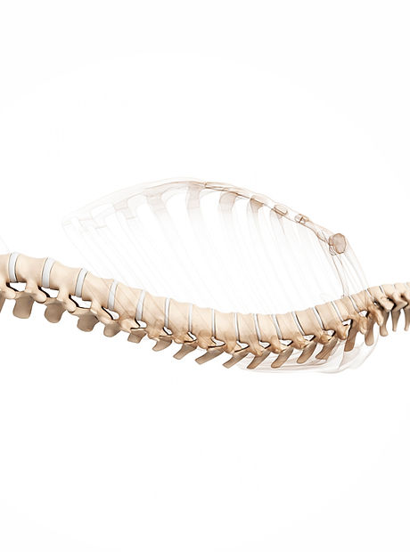 Spine-3D-Model