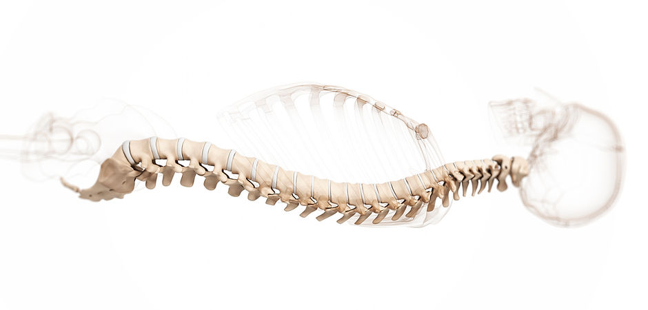 Spine-3D-Model