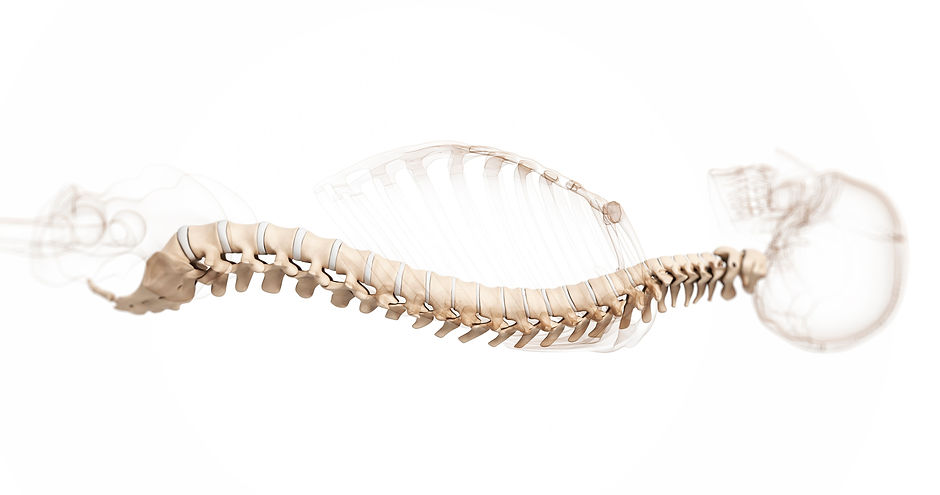 Spine-3D-Model