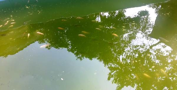 Mengatasi Air Kolam Ikan Berwarna Hijau dengan Sinar Lampu ...