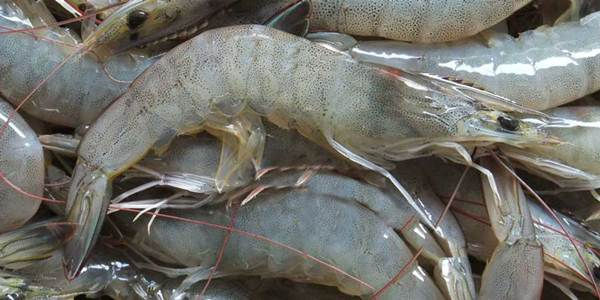 Ekspor udang