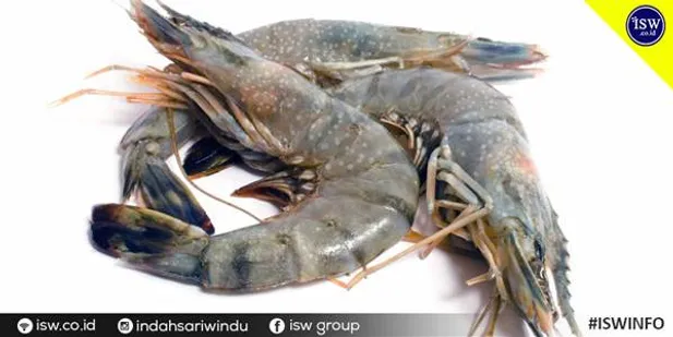 93+ Gambar Udang Hitam Putih Kekinian 93+ Gambar Udang Hitam Putih Kekinian