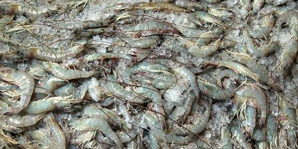 penyakit kotoran putih udang