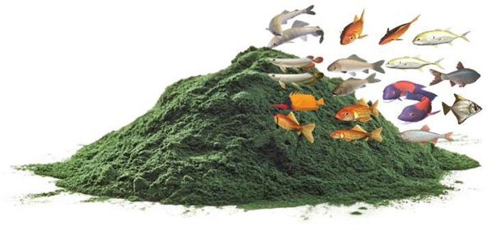 Spirulina Ikan