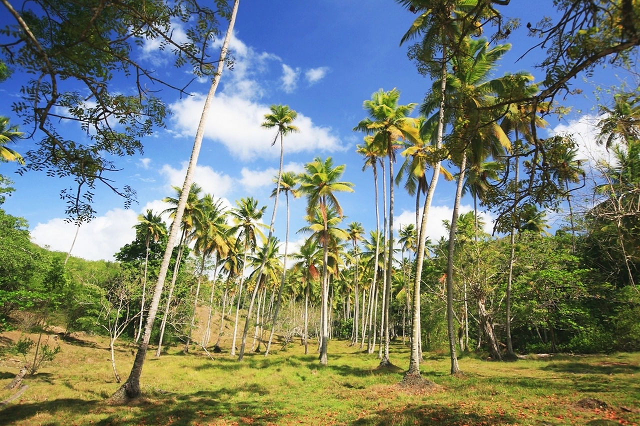Beachfront Land for Sale Saint Lucia