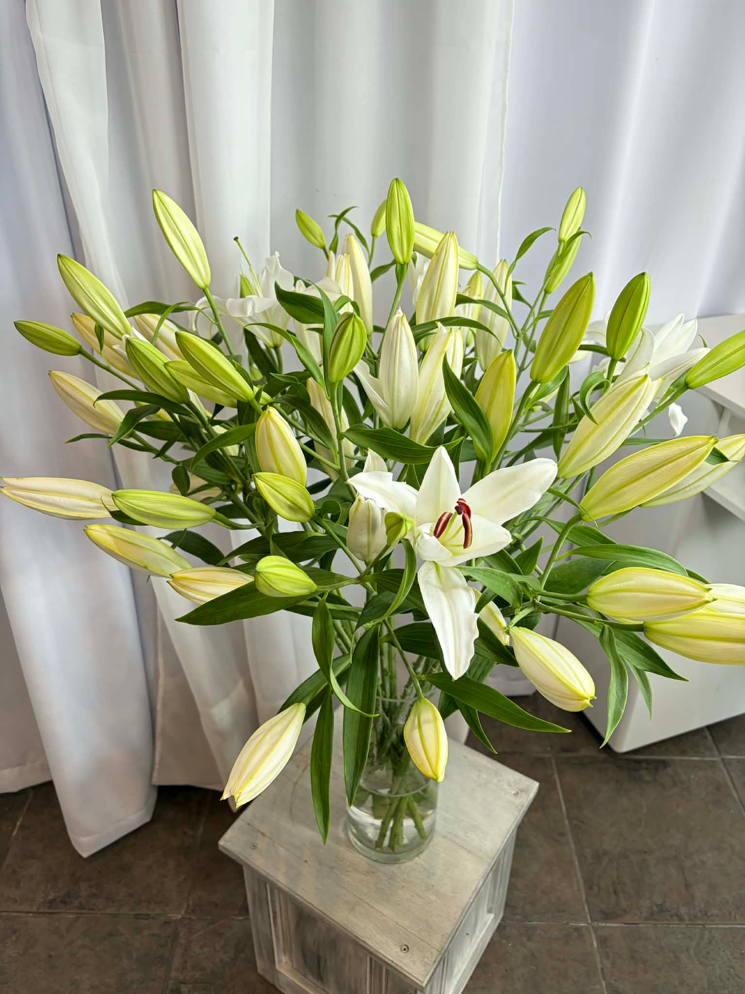 Fresh Lily Stem