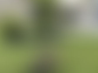 Fact-Check: What Dr. Sharon Powell Got Wrong About “Bufo Toads”