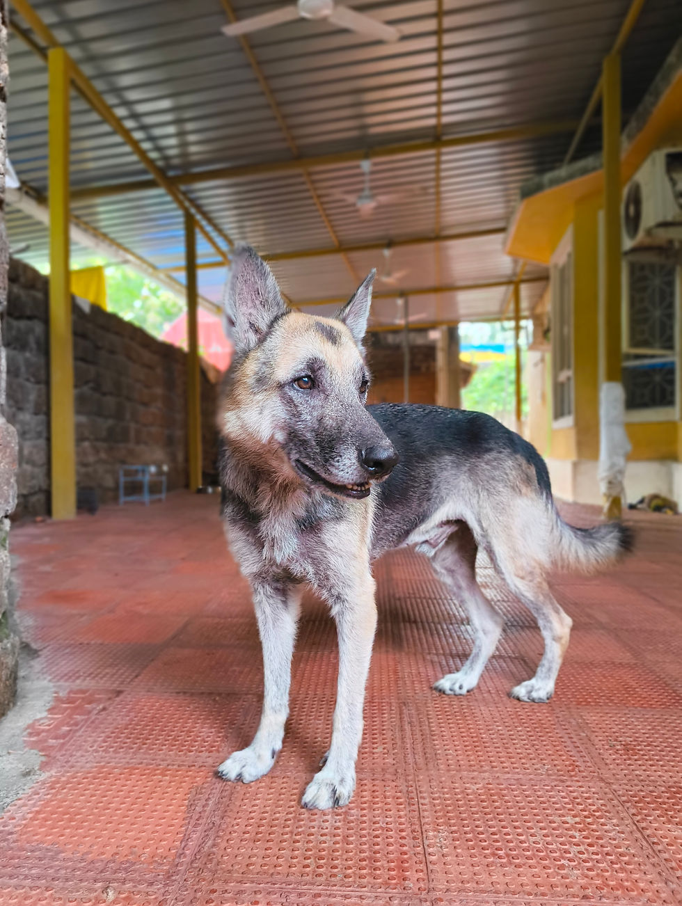 Monty, Male