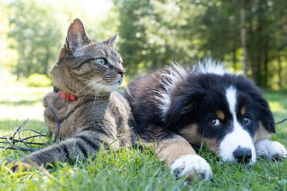 Dog and cat pets
