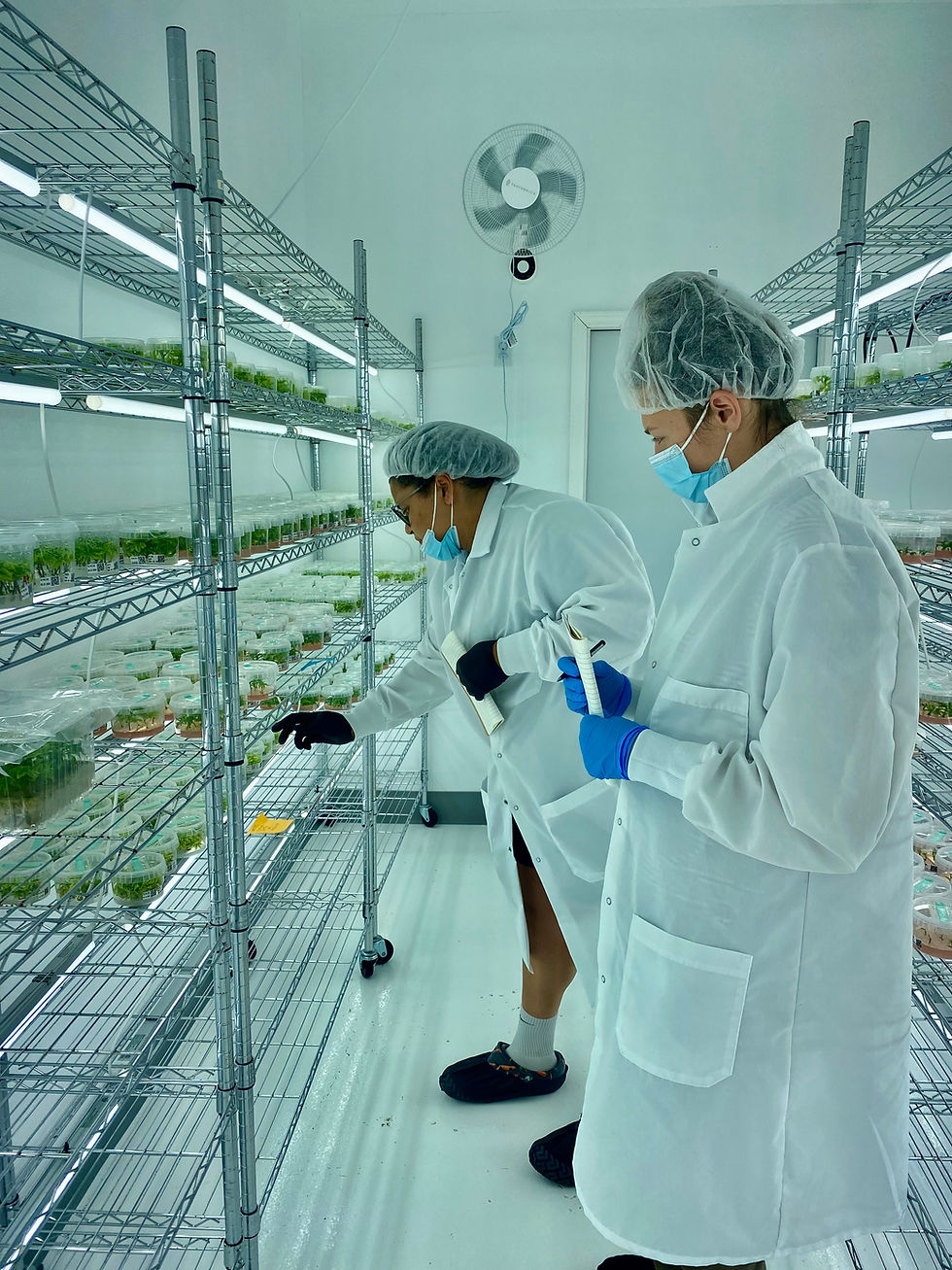 Thumbnail: Tissue Culture Genetic Services