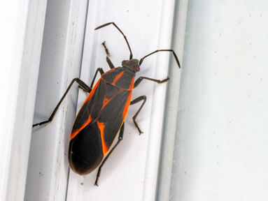 INVASION DE PUNAISES DE L’ÉRABLE : POURQUOI ENVAHISSENT-ELLES VOTRE MAISON AU PRINTEMPS ET À LA FIN DE L’ÉTÉ?