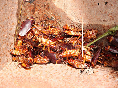 GESTION PARASITAIRE CONTRE LES BLATTES POUR LES RESTAURANTS : PROTÉGEZ VOTRE RÉPUTATION ET VOTRE CLIENTÈLE!