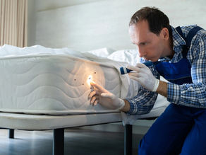 Nos réponses à vos questions les plus fréquentes sur les punaises de lit