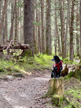 Squirrel Watchtower - Revna sitting on a stump. 