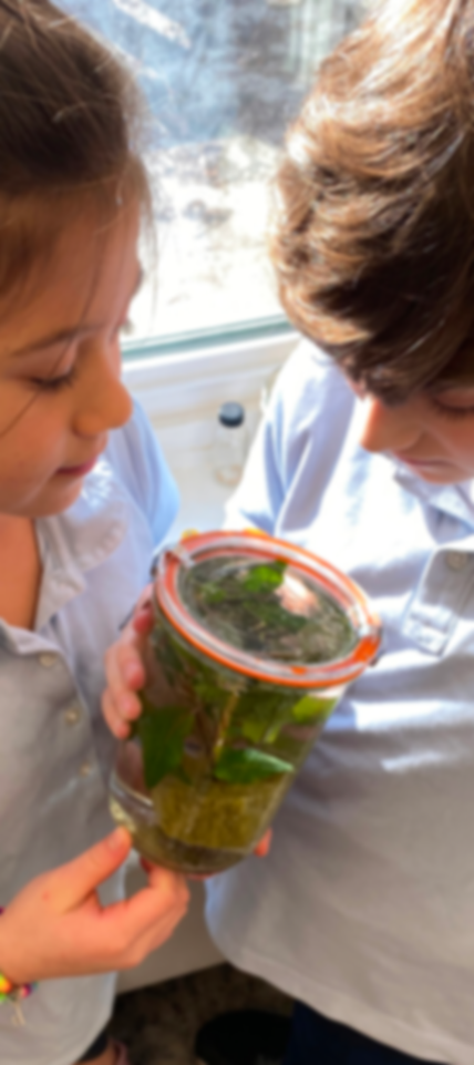 A Primary School boy and girl examine a jar of leaves that appear to be in pickling liquid as part of a science experiment at The School House in Long Island. The School House is a primary and elementary school that uses the American Emergent Curriculum.