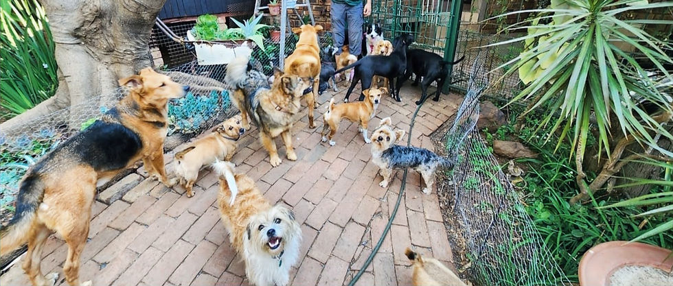 Me & Dogs
